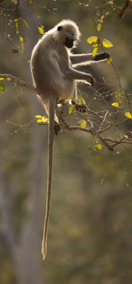 langur